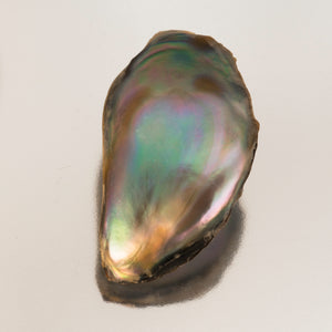 Pearl-Abalone #20214 8.17 cts