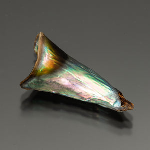 Pearl-Abalone #21675 6.38 cts