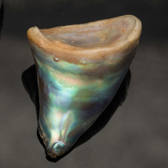 Pearl-Abalone #23866 12.57 cts