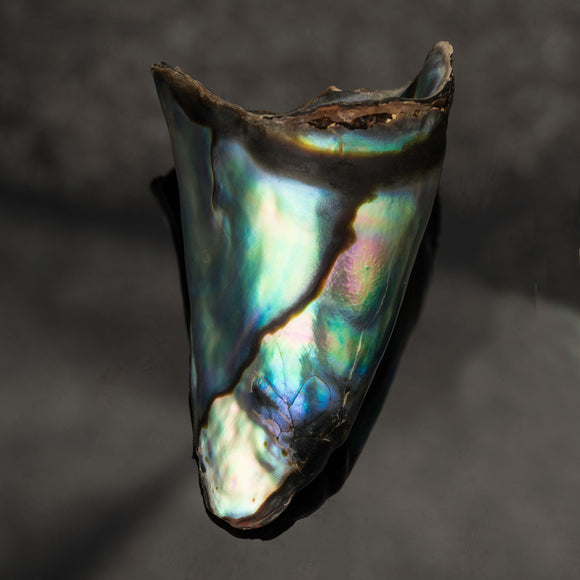 Pearl-Abalone #23868 19.05 cts